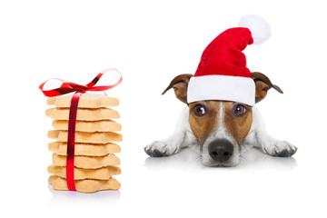 christmas dog and cookies - obrazy, fototapety, plakaty