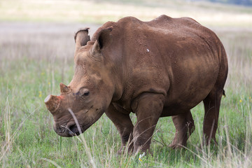 Obraz premium White Rhino