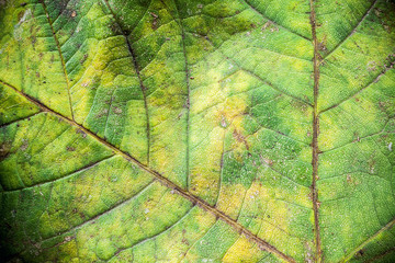 Naklejka na ściany i meble Autumn Leaf Texture