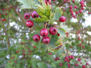 Weißdornbeeren