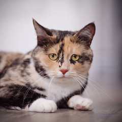 Portrait of the domestic multi-colored cat