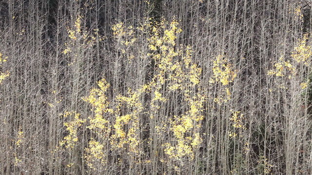 Autumn Quaken Aspin trees mountain P HD 0427
