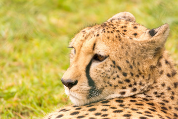 Gepard