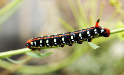 Colored Caterpillar 