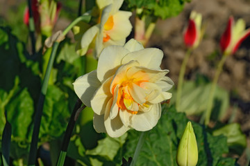 Fototapeta na wymiar Terry flower Narcissus closeup