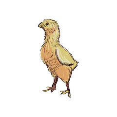 doodle chicken
