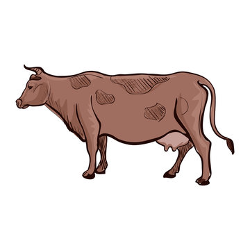 doodle cow 