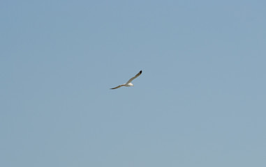 Fliegende Möwe und wolkenloser, blauer Himmel