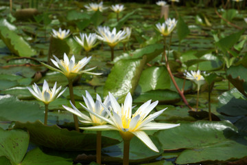 water lily in the morning.