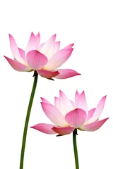 Photo sur Plexiglas fleur de lotus lotus on isolate white background.