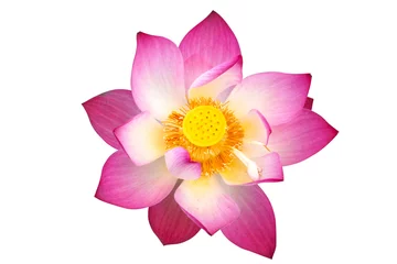Photo sur Aluminium fleur de lotus lotus on isolate white background.