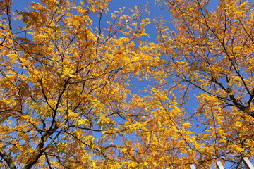 Herbstlaub - Herbststimmung