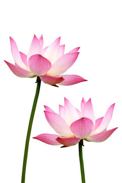 Fototapeta lotus on isolate white background.