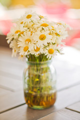 Ox-eye daisy or oxeye daisy (Leucanthemum vulgare). White flower