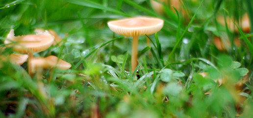 Mushrooms in nature