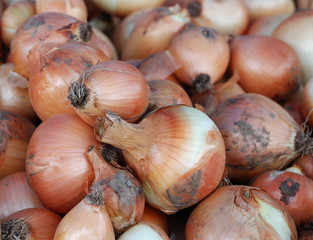 fresh onion for sale in  farmers market