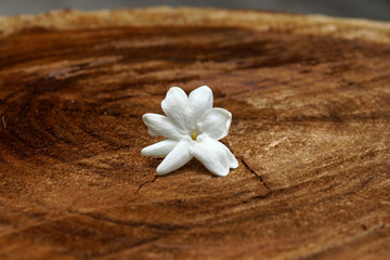 Fototapeta na wymiar One jasmine flower on the wood.