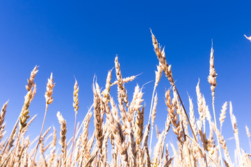Fototapeta premium golden wheat field and sunny day