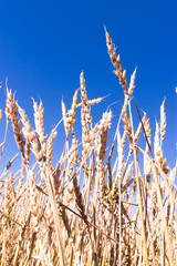 golden wheat field and sunny day