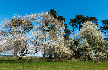 Obraz premium Trees of Spring