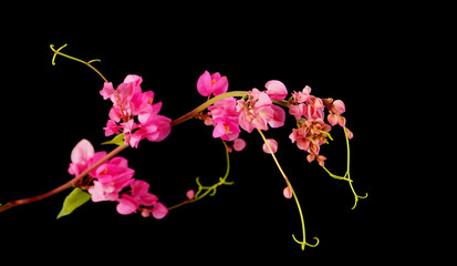 Pink flower on a black background. (Coral Vine, Mexican Creeper,
