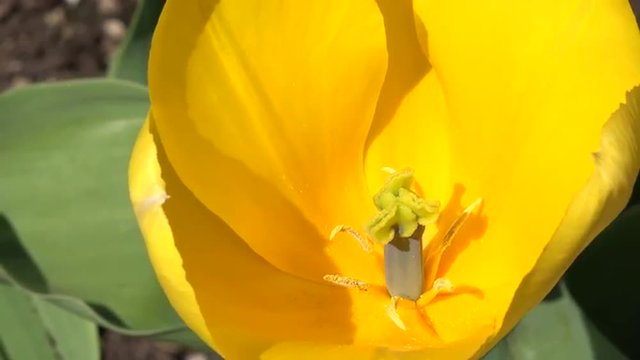 Yellow Tulip beautiful clower close 4K 011