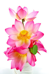 lotus on isolate white background.