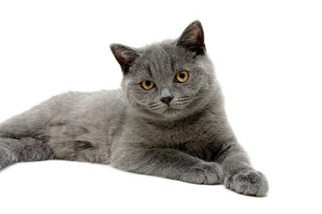 small gray kitten on a white background