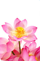 Fototapeta na wymiar lotus on isolate white background.