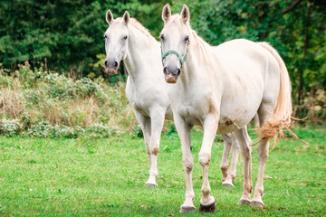Obraz na płótnie Canvas Couple of horses