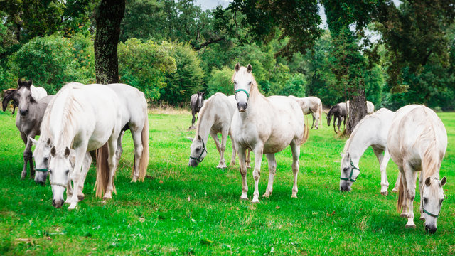 Herd of white horses