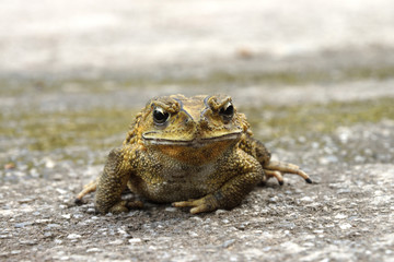 Yellow Toad on a cement floor. (Bufonidae)