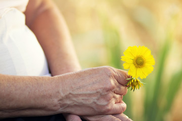 Flowers in the hands of the elderly woman