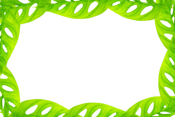 Green leaves on white background.