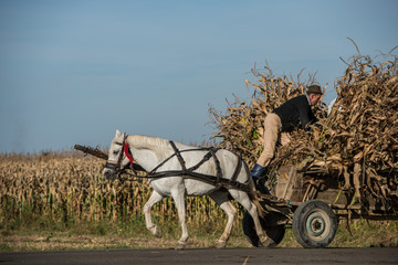 Farmer climbing on a wagon during corn harvest