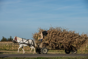 Farmer climbing on a wagon during corn harvest © sebastien_gerard
