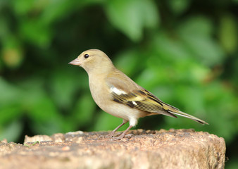 Portrait of a female Chaffinch on a tree stump