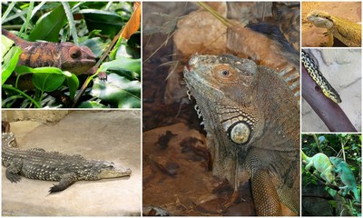 reptiles