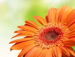 Gerbera Daisy.