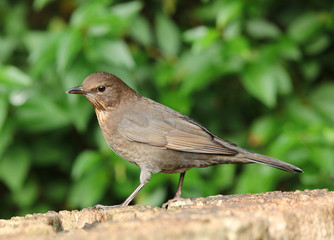 Portrait of a Female Blackbird