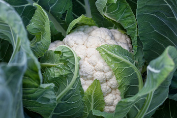 cavolfiore pronto per la raccolta