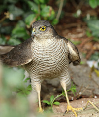 Close up of a female Sparrowhawk 