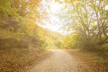 A dirt fire road leads into the distance surrounded by yellow and green autumn foliage in a dense forest.