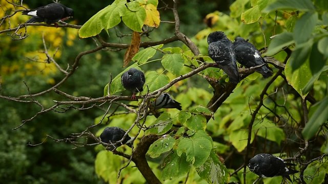 Several pigeons in a walnut tree in autumn season