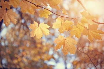 Naklejka na ściany i meble Yellow maple leaves in the fall.