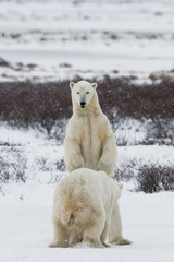 Fototapeta na wymiar Two polar bears playing with each other in the tundra. Canada. An excellent illustration.