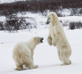 Two polar bears playing with each other in the tundra. Canada. An excellent illustration.