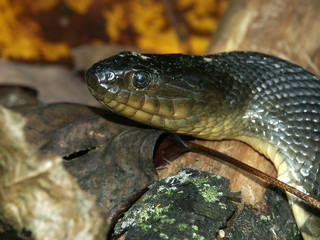 Mississippi Green Watersnake (Nerodia cyclopion) in Illinois