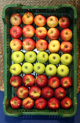 Various apples in crates at farmers market