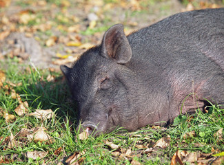 Vietnamese mini pig sleeps on an autumn lawn